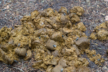 Horse poo, excrement on a road, covered with flies and other insects - natural fertilizer for...