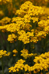 Beautiful flowers in garden, spring in may
