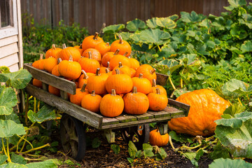 Farm fresh produce on a stand