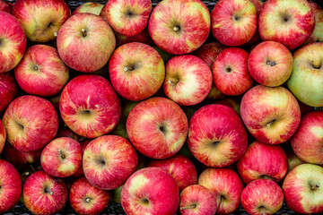 Harvesting of red apples in black plastic box.