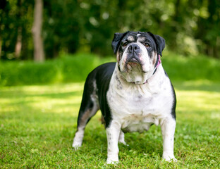 A black and white English Bulldog standing outdoors