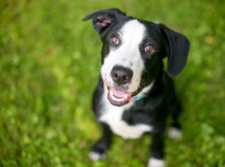 A cute black and white Retriever x Hound mixed breed puppy sitting in the grass and looking up