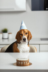 A sad beagle dog is waiting for his birthday cake. Dog portrait in focus.