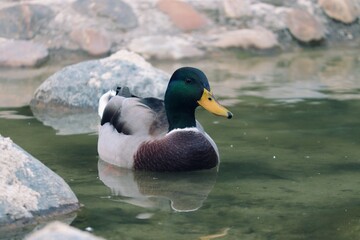 männliche Stockente schwimmt auf dem Wasser