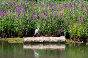 great blue heron on tree pond
