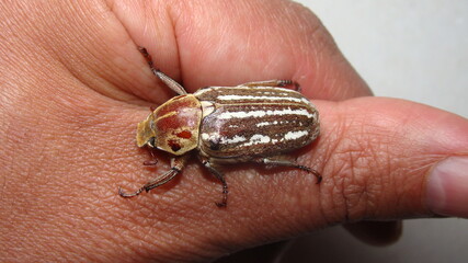 beetle.
large beetle on the hand on white background.
close up the beetle 
closeup beetle
micro monster, insects, insect, bug, bugs, animal, animals, wildlife, wild nature, forest, woods, garden, park