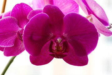 Fototapeta na wymiar Pink orchid flower close up on light background, selective focus
