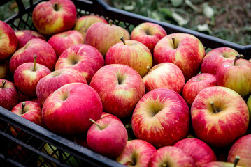 Harvesting of red apples in black plastic box.
