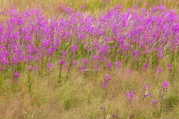 Fototapeta premium field of purple flowers