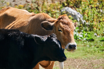 portrait of a cow with a calf outdoors close up