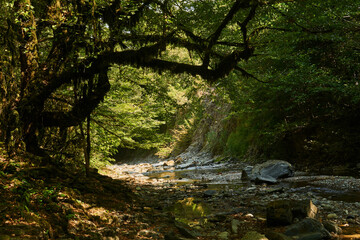 Fototapeta na wymiar gorge with mountain stream bed in tropical forest