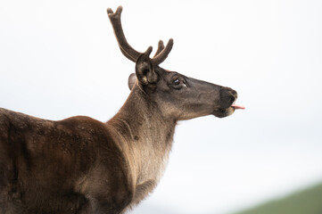 Caribou in the wild