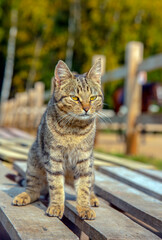 Naklejka na ściany i meble A tabby cat sits on a wooden deck .