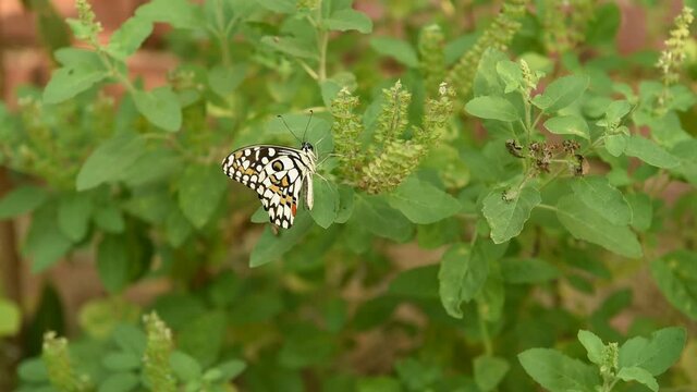 A colorful Swallowtail butterfly - Papilio demoleus - resting on a holy basil - Ocimum sanctum - plant