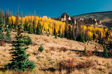 A warm fall scene of yellow aspen leaves as a foreground to Wheeler Geologic Area in remote Colorado - 382445115
