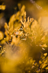 Warm yellow fall leaves in abstract focus - 382445172
