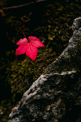 A stunning, lone, red leaf against a dark, moody mossy background in the forest - 382445183