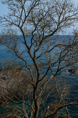 Tree by the sea, São Miguel Island - Azores
