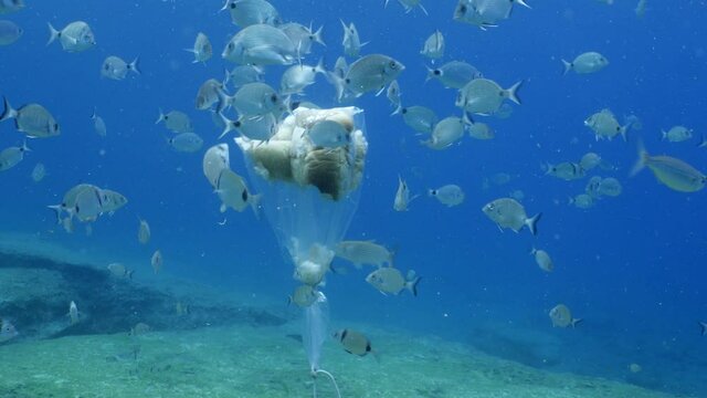 underwater scenery blue water damsel fish school ocean scenery mediterranean