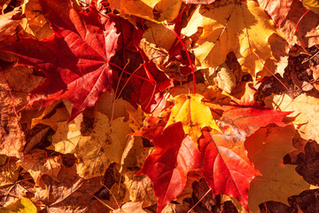 Colorful autumn maple foliage.