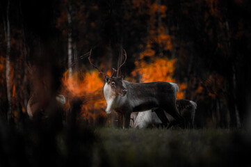 Reindeer in the forrest in Stugudal, Tydal in Norway