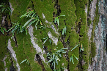 松の苔と着生植物
