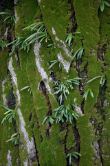 松の苔と着生植物