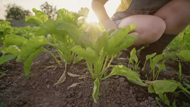Young woman pulling out weeds in the garden. Women's hands work in the ground. Vegetable growing. A young girl works on a young beet plantation. Organic products from the home garden. Small business.