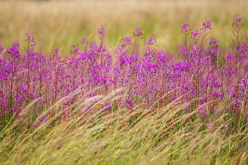Fototapeta na wymiar field of purple flowers