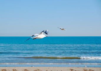Set of seagulls flying on the beach
