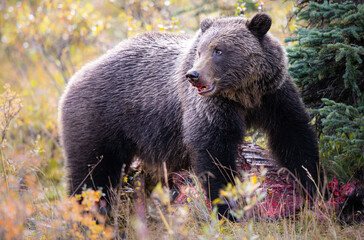 Obraz na płótnie Canvas Grizzly bear in the fall