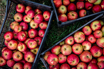 Harvesting of red apples in black plastic box.