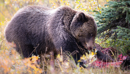 Fototapeta na wymiar Grizzly bear in the fall