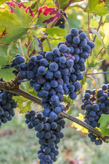 Red grapes on the vine waiting for harvest at the end of the summer