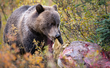 Grizzly bear in the fall