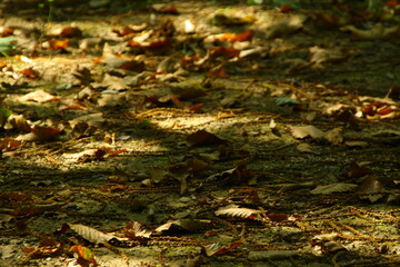 foglie d'autunno