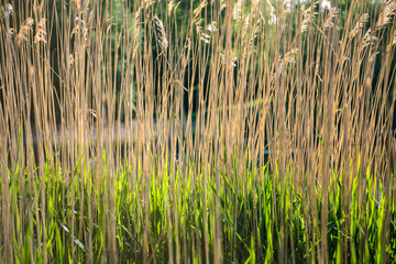 reeds in the water