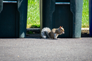 A Squirrel Eating In a Driveway In Front of a Trash Can
