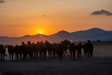 Wild horses run in foggy at sunset. Wild horses are running in dust. Near Hormetci Village, between Cappadocia and Kayseri, Turkey