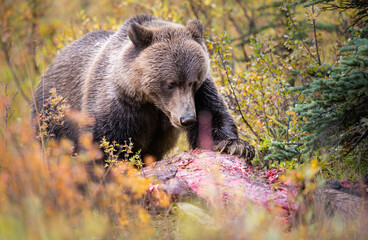 Grizzly bear in the fall