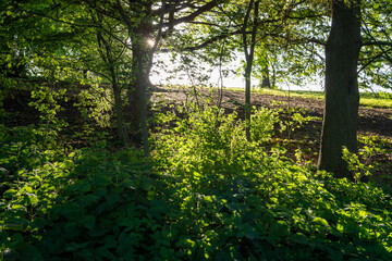 Obraz premium tree in the forest