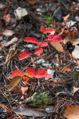 Red leaves in the russian autumn wood.