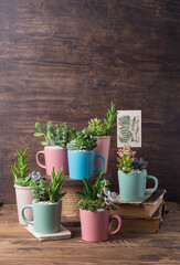 Easy handmade home decoration with succulents in colourful mugs