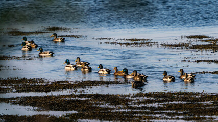 ducks swimming in a lake, Norway.
