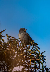 sparrow on a branch in Norway.