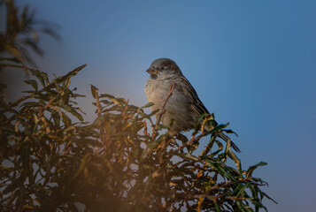 small bird in the reed, in Norway.