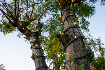 Fototapeta premium Christmas Lights on a Small Tree With a Clear Blue Sky in the Background