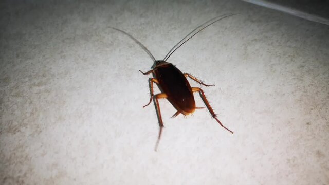 cockroach walking on ground floor in bathroom at night