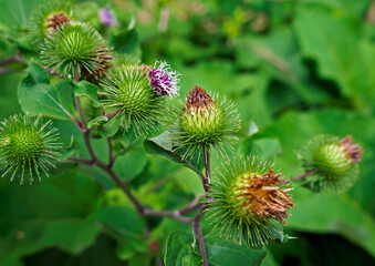 Greater burdock or edible burdock flowers (Arctium lappa) 