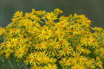 Close up of flowers on a common ragwort (jacobaea vulgaris) plant